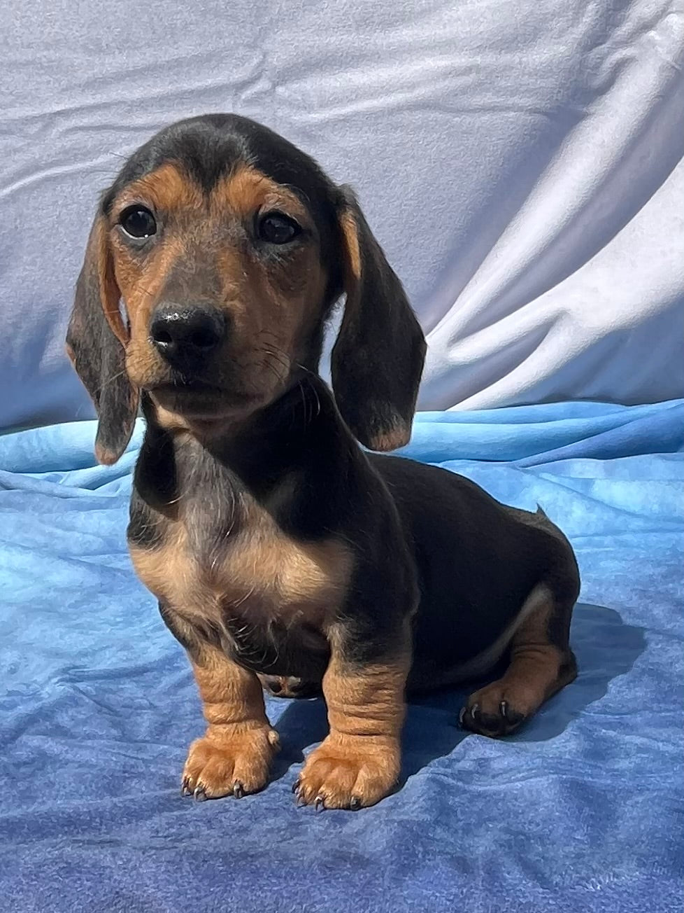 Cane ☀️ Mini Dachshund 🌻 Male