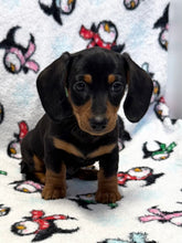 Load image into Gallery viewer, Denver 💕 Mini Dachshund 🥂 Male
