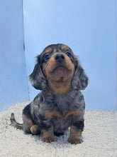 Load image into Gallery viewer, Wynona 🌻 mini Dachshund 💕 long haired 🥂 Female
