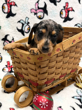 Load image into Gallery viewer, Dasher 💕 Mini Dachshund 🥂 Male 🎄
