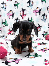 Load image into Gallery viewer, Gracie 💕 Mini Dachshund ☀️Female
