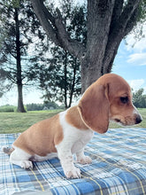 Load image into Gallery viewer, Daisy 💕 Mini Dachshund ☀️Female
