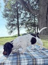 Load image into Gallery viewer, Roscoe 💕 Mini Dachshund ☀️Male
