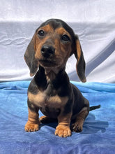 Load image into Gallery viewer, Cane ☀️ Mini Dachshund 🌻 Male
