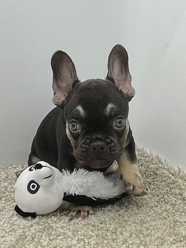 Hank 💕French Bulldog 💕Male