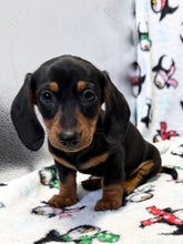 Load image into Gallery viewer, Denver 💕 Mini Dachshund 🥂 Male
