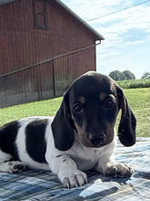 Load image into Gallery viewer, Roscoe 💕 Mini Dachshund ☀️Male

