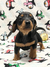 Load image into Gallery viewer, Scout 💕 Mini Dachshund 🥂 Male
