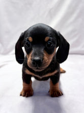 Load image into Gallery viewer, Maverick 💕 Mini Dachshund ☀️Male
