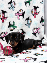 Load image into Gallery viewer, Joy 💕 Mini Dachshund ☀️Female
