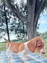 Load image into Gallery viewer, Isabelle 💕 Mini Dachshund ☀️Female
