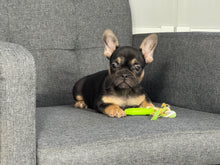 Load image into Gallery viewer, Harley ♥️ AKC French Bulldog 🥂 Male
