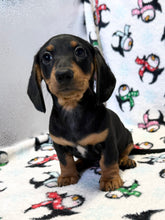 Load image into Gallery viewer, Austin 💕 Mini Dachshund 🥂 Male
