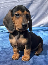 Load image into Gallery viewer, Cane ☀️ Mini Dachshund 🌻 Male
