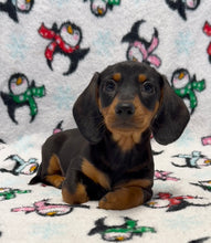 Load image into Gallery viewer, Denver 💕 Mini Dachshund 🥂 Male
