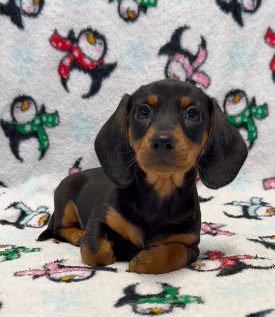 Denver 💕 Mini Dachshund 🥂 Male