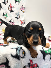 Load image into Gallery viewer, Scout 💕 Mini Dachshund 🥂 Male
