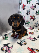 Load image into Gallery viewer, Denver 💕 Mini Dachshund 🥂 Male
