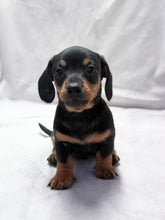 Load image into Gallery viewer, Maverick 💕 Mini Dachshund ☀️Male
