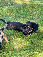 Load image into Gallery viewer, Faith 💕 Mini Dachshund 🌻 longhaired female
