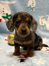 Load image into Gallery viewer, Nicholas 💕 Mini Dachshund 🥂 Male 🎄
