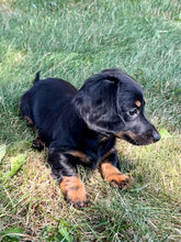 Load image into Gallery viewer, Faith 💕 Mini Dachshund 🌻 longhaired female
