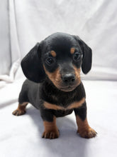 Load image into Gallery viewer, Maverick 💕 Mini Dachshund ☀️Male
