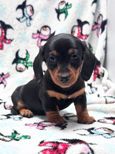 Load image into Gallery viewer, Waylon 💕 Mini Dachshund ☀️Male
