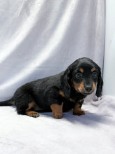 Load image into Gallery viewer, Wanda 💕 Mini Dachshund ☀️Female
