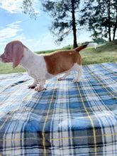 Load image into Gallery viewer, Isabelle 💕 Mini Dachshund ☀️Female
