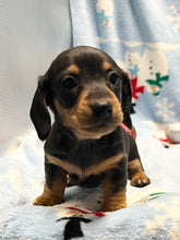 Load image into Gallery viewer, Cole 💕 Mini Dachshund 🥂 Male 🎄
