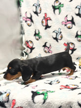 Load image into Gallery viewer, Scout 💕 Mini Dachshund 🥂 Male
