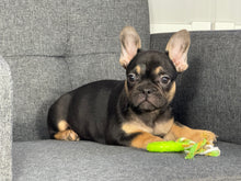 Load image into Gallery viewer, Harley ♥️ AKC French Bulldog 🥂 Male
