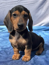 Load image into Gallery viewer, Cane ☀️ Mini Dachshund 🌻 Male
