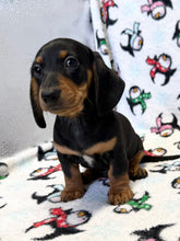 Load image into Gallery viewer, Austin 💕 Mini Dachshund 🥂 Male
