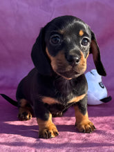 Load image into Gallery viewer, Breezy 💕 Mini Dachshund ☀️Female
