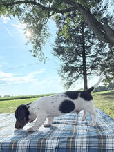 Load image into Gallery viewer, Roscoe 💕 Mini Dachshund ☀️Male
