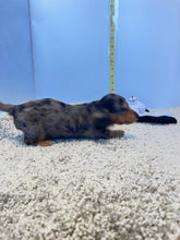 Load image into Gallery viewer, Dallas☀️ Mini Dachshund 🥂Long haired💕 Male ☀️
