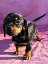 Load image into Gallery viewer, Breezy 💕 Mini Dachshund ☀️Female
