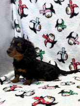 Load image into Gallery viewer, Love💕 Fluffy Mini Dachshund ☀️Female
