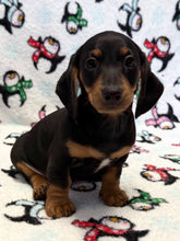 Load image into Gallery viewer, Austin 💕 Mini Dachshund 🥂 Male
