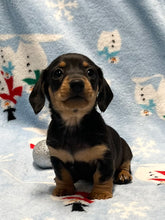 Load image into Gallery viewer, Cole 💕 Mini Dachshund 🥂 Male 🎄
