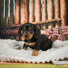Load image into Gallery viewer, Rocky🥂 Mini Dachshund 💕 Male
