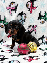 Load image into Gallery viewer, Taffy💕 Mini Dachshund ☀️Female
