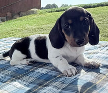 Load image into Gallery viewer, Roscoe 💕 Mini Dachshund ☀️Male
