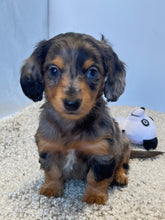 Load image into Gallery viewer, Dallas☀️ Mini Dachshund 🥂Long haired💕 Male ☀️
