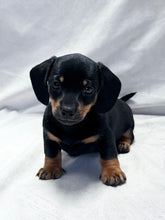 Load image into Gallery viewer, Breezy 💕 Mini Dachshund ☀️Female
