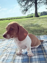 Load image into Gallery viewer, Isabelle 💕 Mini Dachshund ☀️Female
