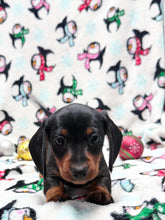Load image into Gallery viewer, Gracie 💕 Mini Dachshund ☀️Female
