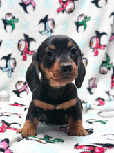 Load image into Gallery viewer, Waylon 💕 Mini Dachshund ☀️Male
